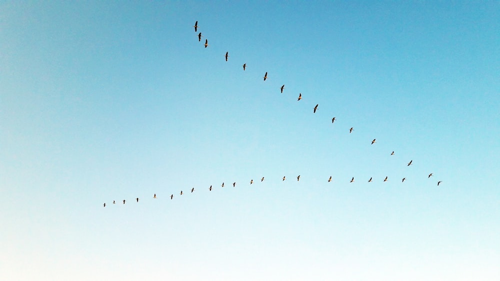 Vögel, die tagsüber unter blauem Himmel fliegen