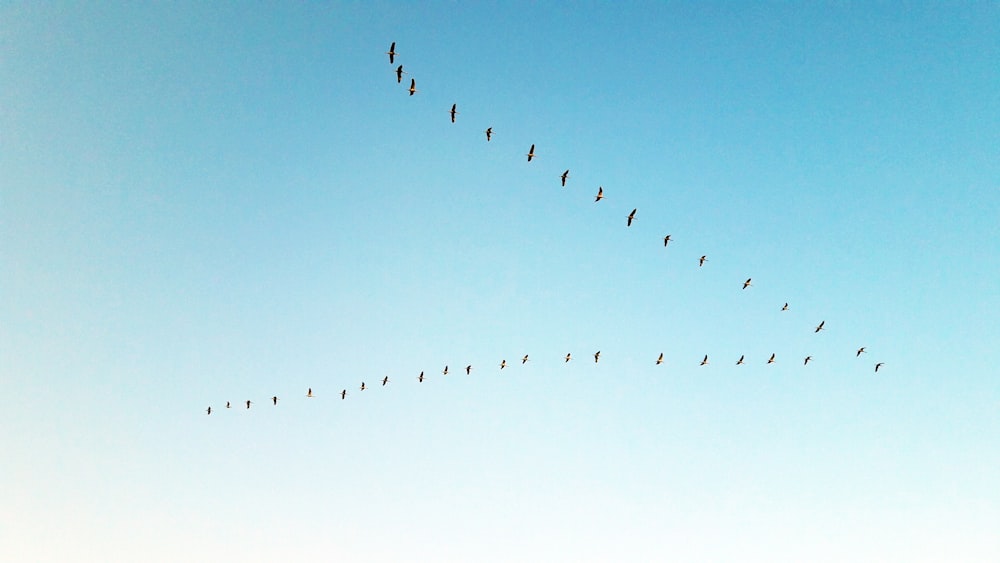 birds flying under blue sky during daytime