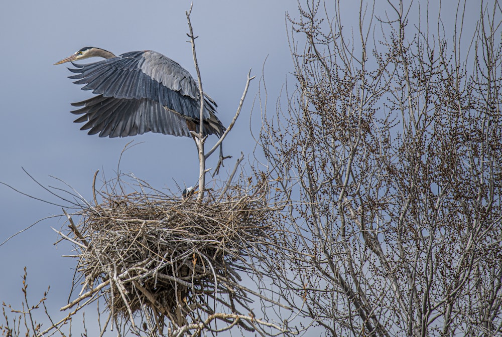 a large bird flying over a nest in a tree