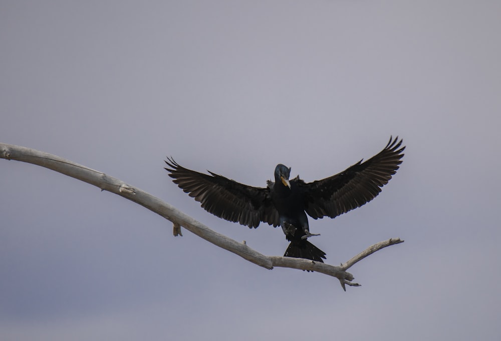 black bird on brown tree branch during daytime