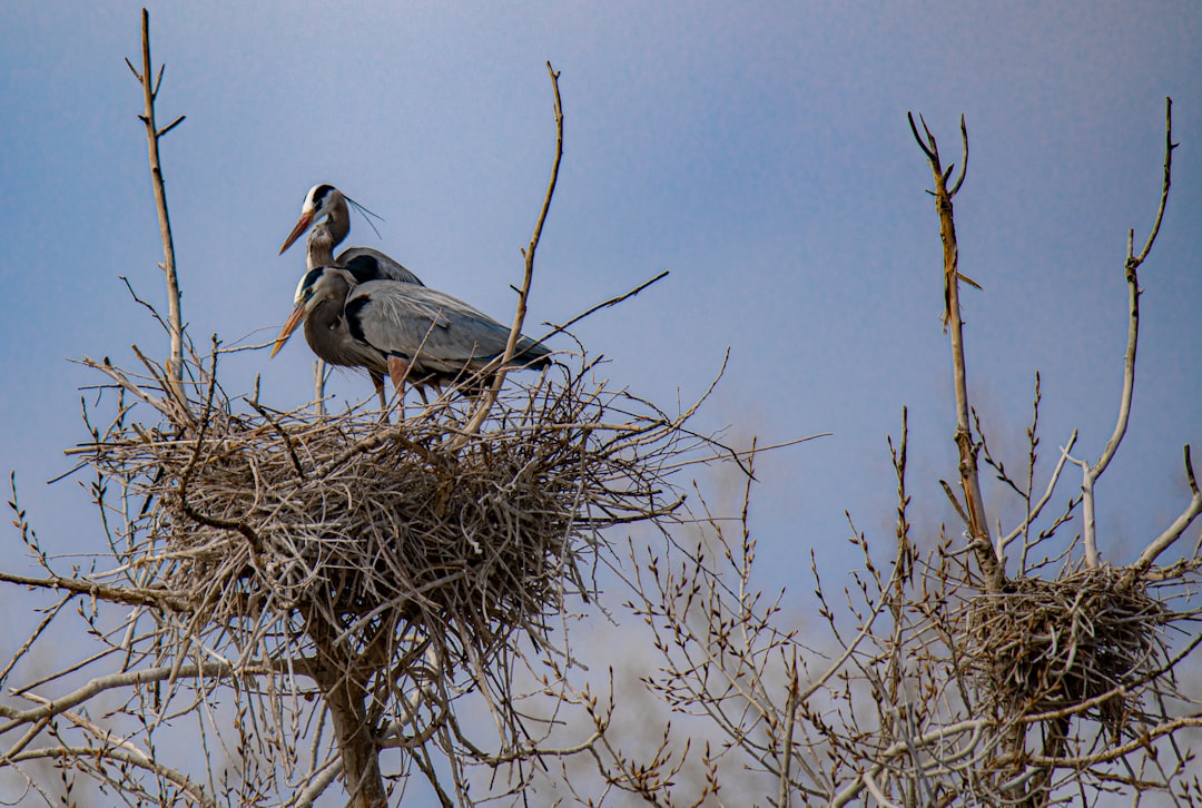 gray and white bird on brown bare tree under blue sky during daytime