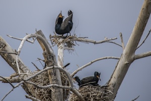 Two dark-colored birds are perched on separate nests made of twigs in the branches of a leafless tree. One bird stands on the top nest with its wings partially spread, while the other is nestled into a lower nest. The sky in the background is overcast, creating a stark contrast with the pale tree branches.