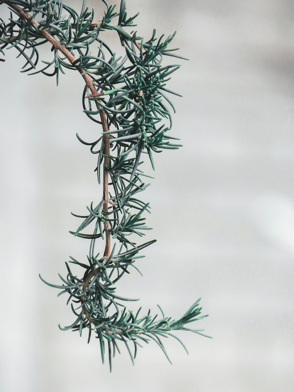 green and brown plant in close up photography