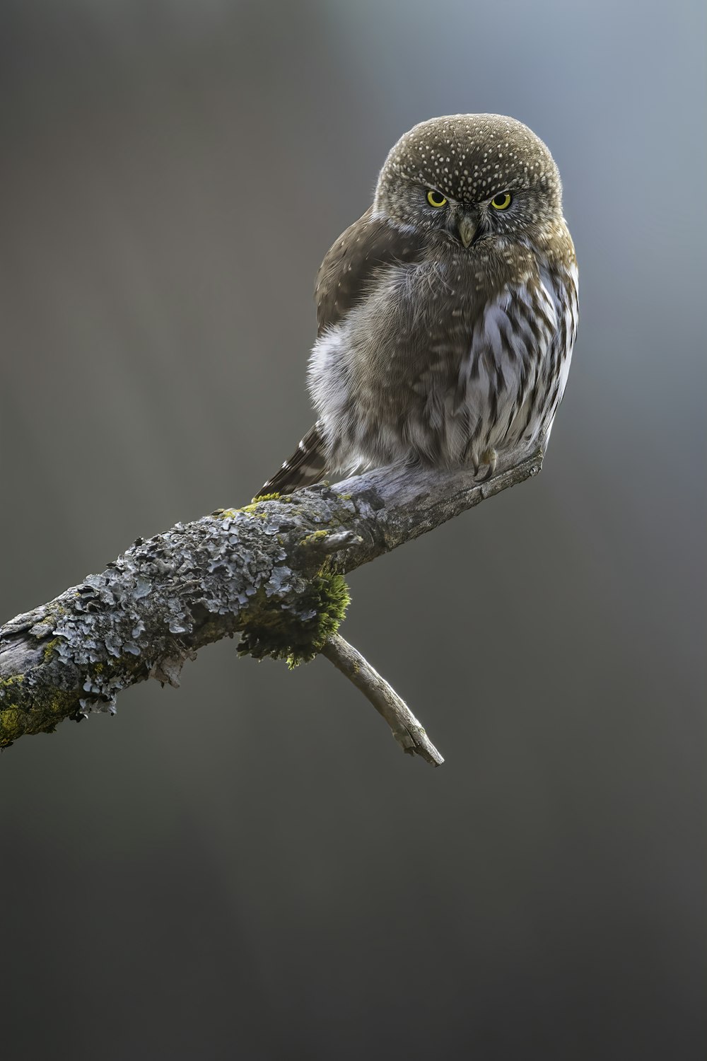 pájaro marrón y blanco en la rama de un árbol