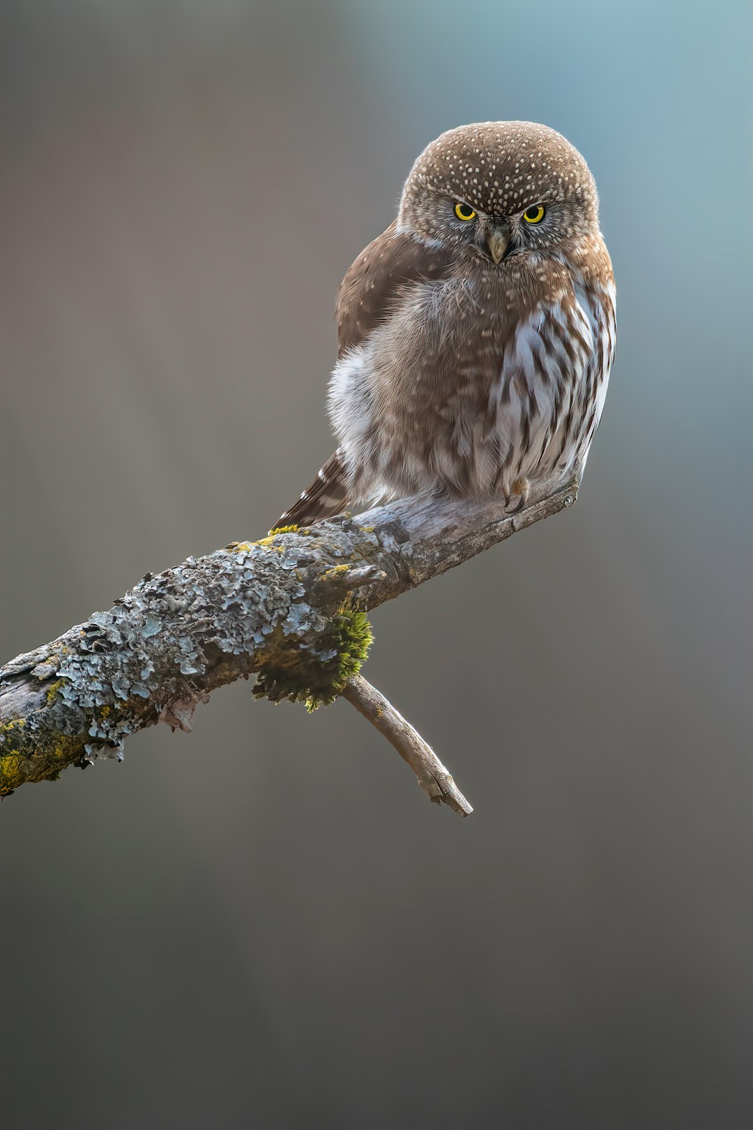  brown and white bird on tree branch owl