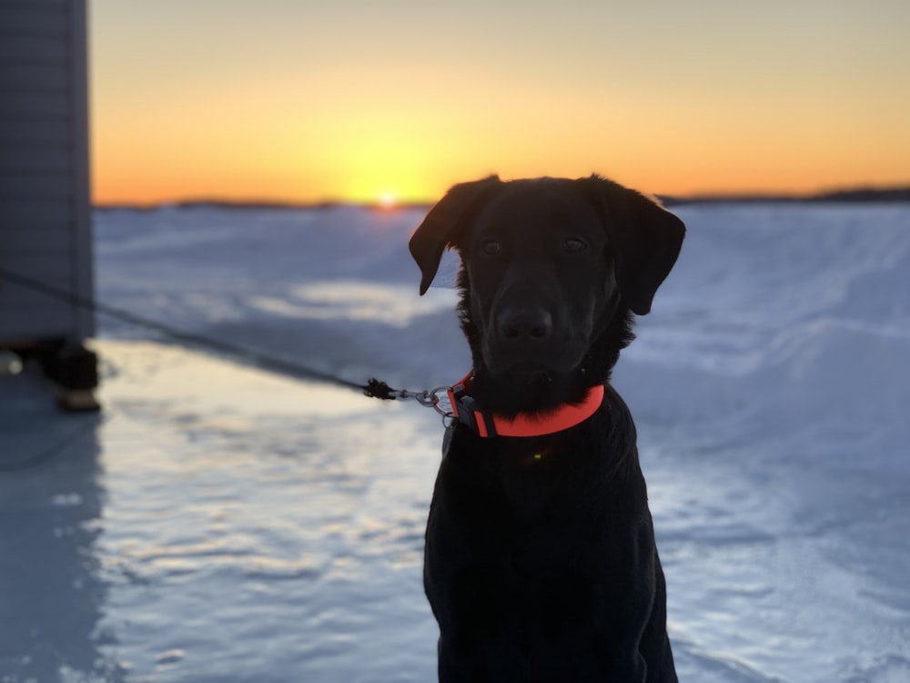 black labrador retriever with blue leash