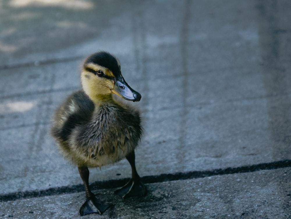 yellow and black duck on gray concrete floor