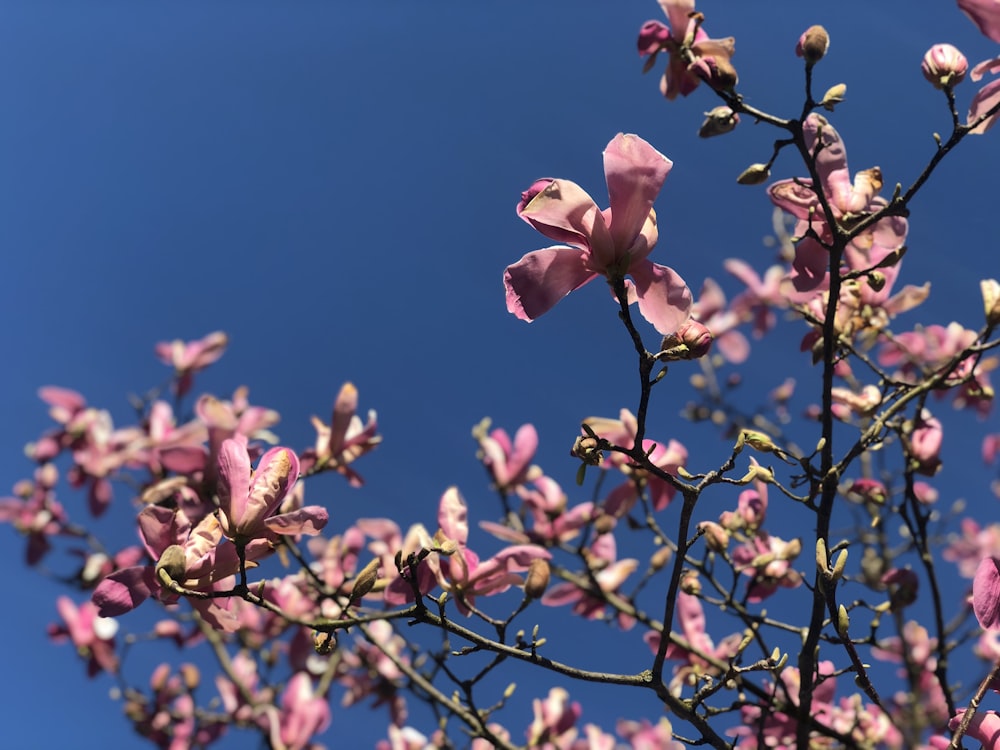 pink flower under blue sky during daytime
