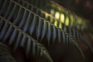 The close-up shot of silver fern , symbolises our vision to connected and sustainable NZ