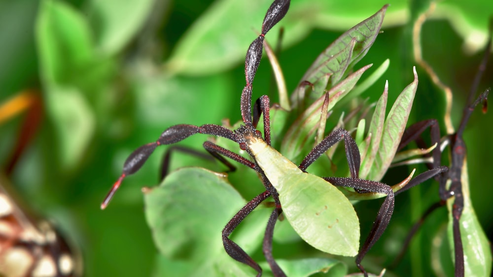 クローズアップ写真の緑と茶色の植物