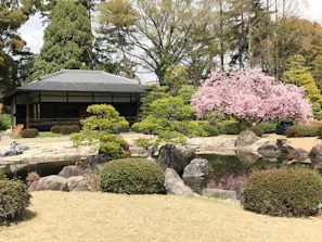 A serene Japanese garden with cherry blossoms framing a traditional tea house