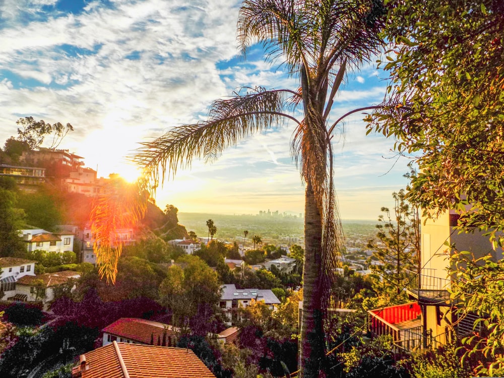 green palm tree near houses during daytime