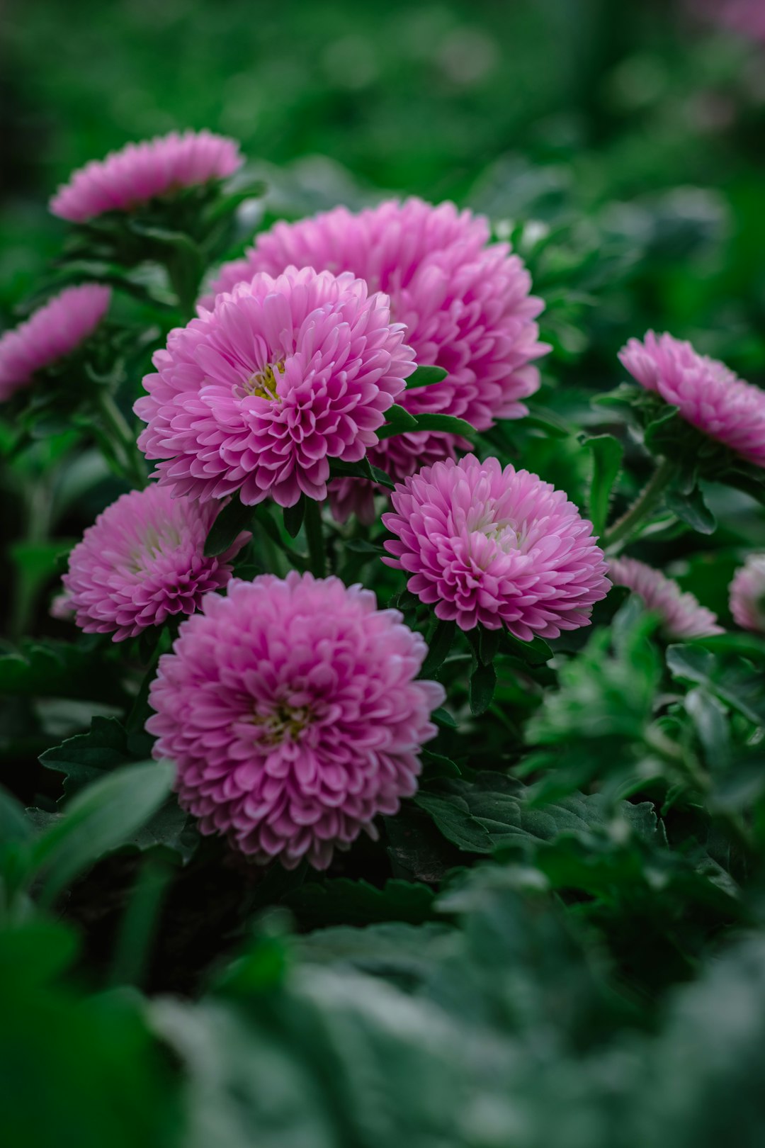 pink flowers in tilt shift lens