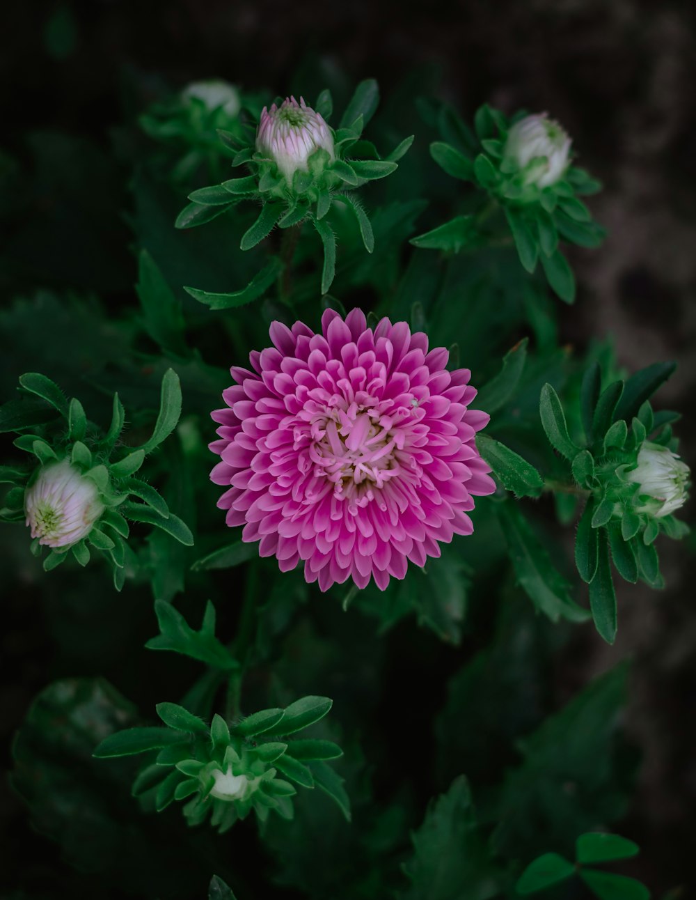 pink and white flower in macro shot