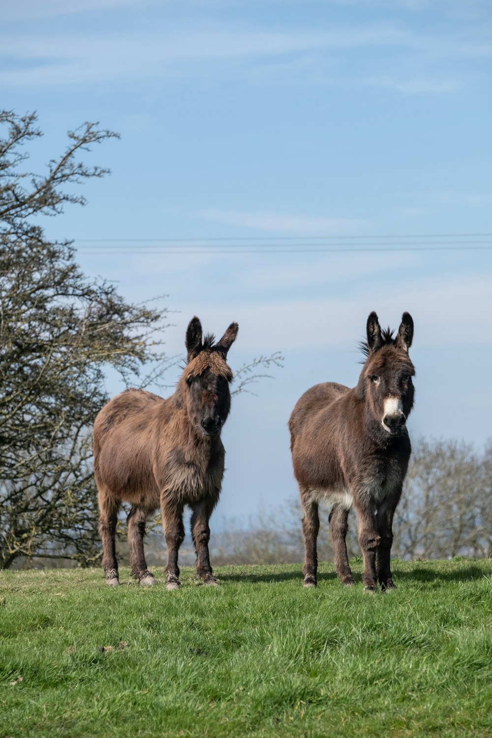 brown and black donkey on green grass field during daytime
