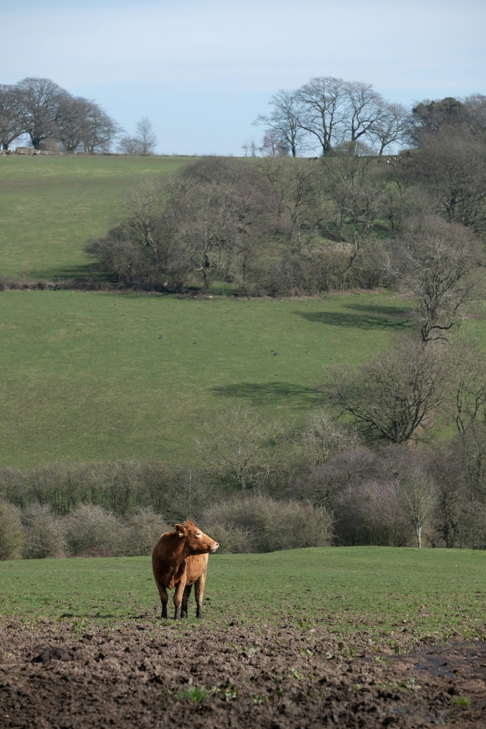昼間の緑の芝生の上の茶色の馬