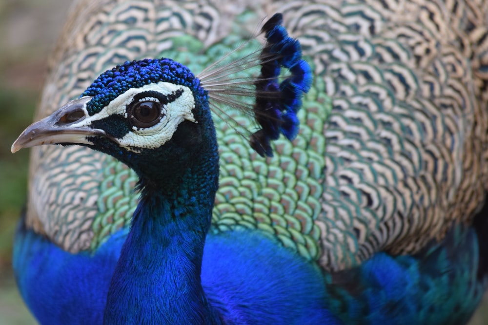 blue green and black peacock