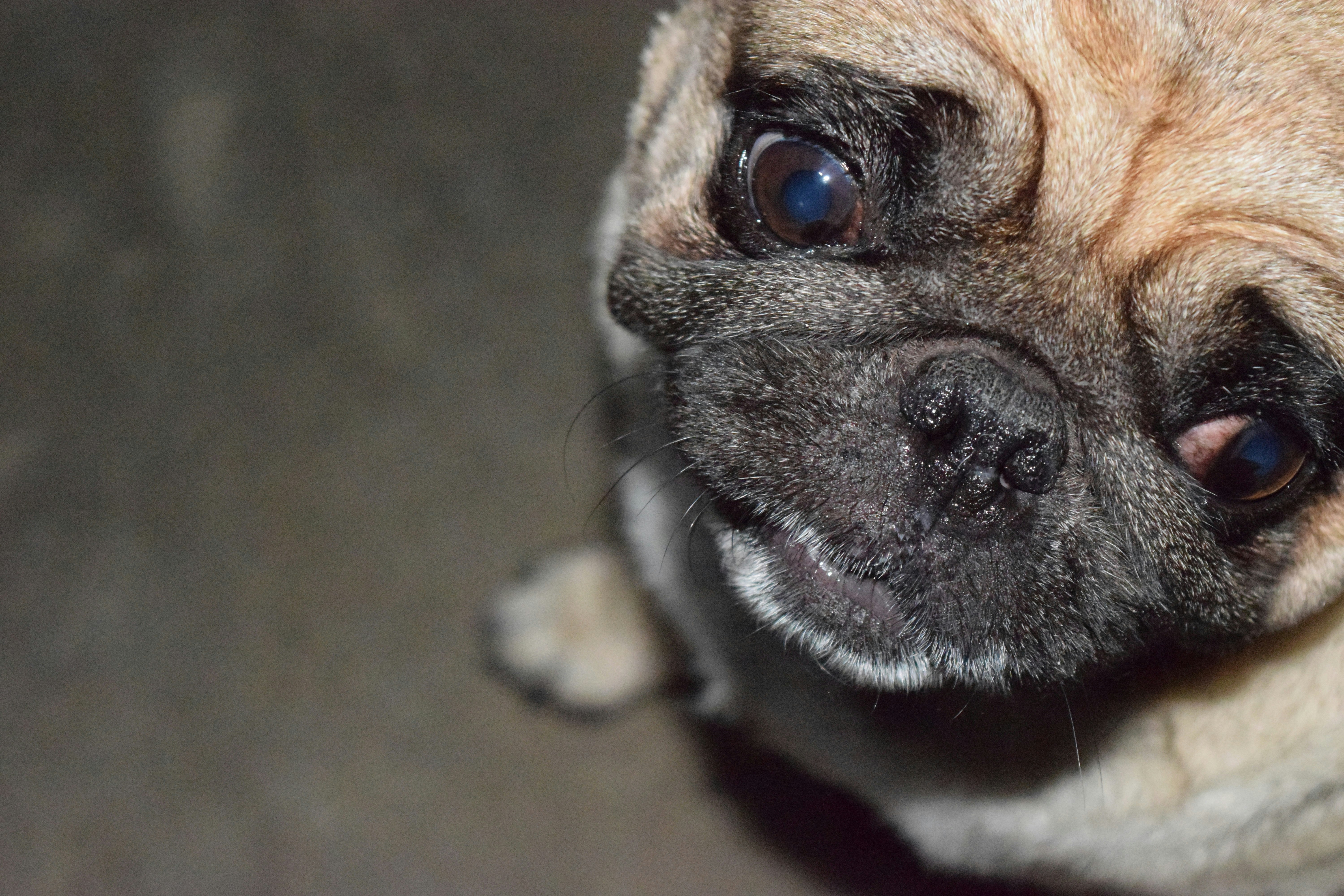 fawn pug on brown carpet