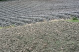 A large expanse of freshly plowed agricultural land with clearly defined rows. The earth is turned over, looking rich and dark, with a very uniform appearance. In the background, patches of green grass and small plants are visible along the edges.