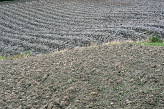 A close-up of rich, dark biochar being spread over vibrant green farmland under a clear sky.