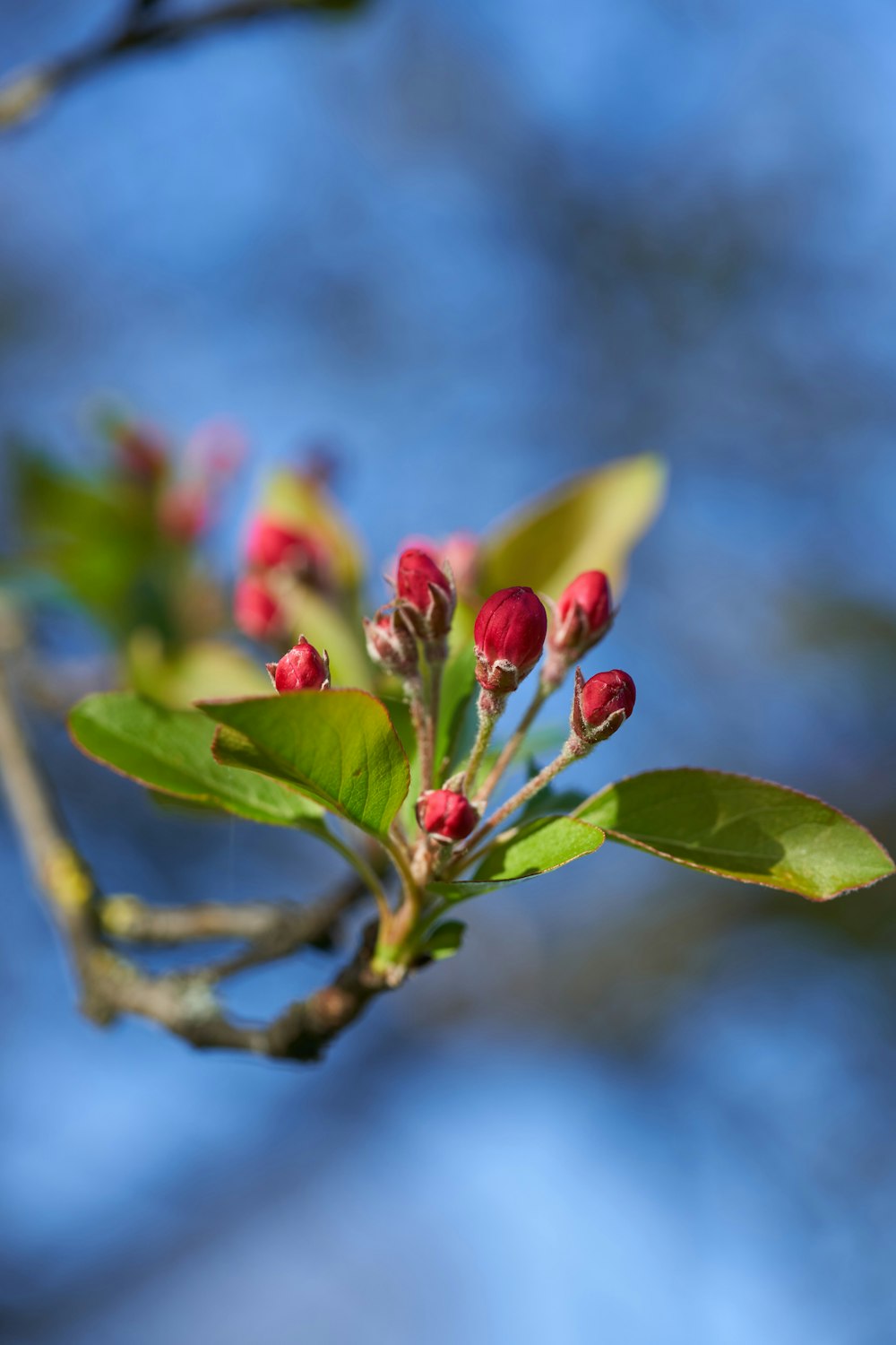 red and green flower bud in tilt shift lens