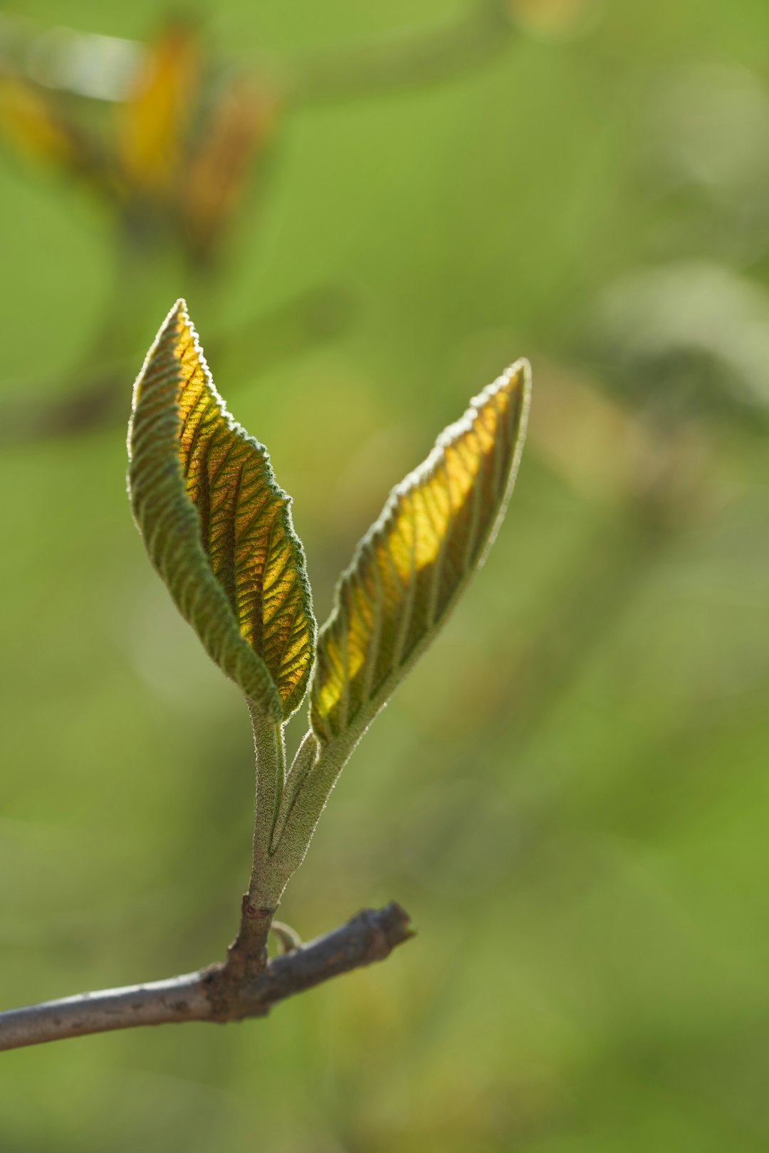 brown and green leaf in tilt shift lens