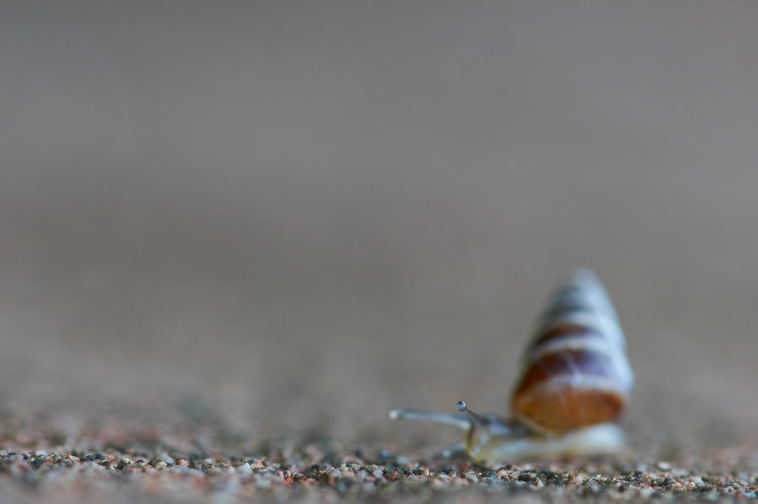 brown and white snail on gray sand