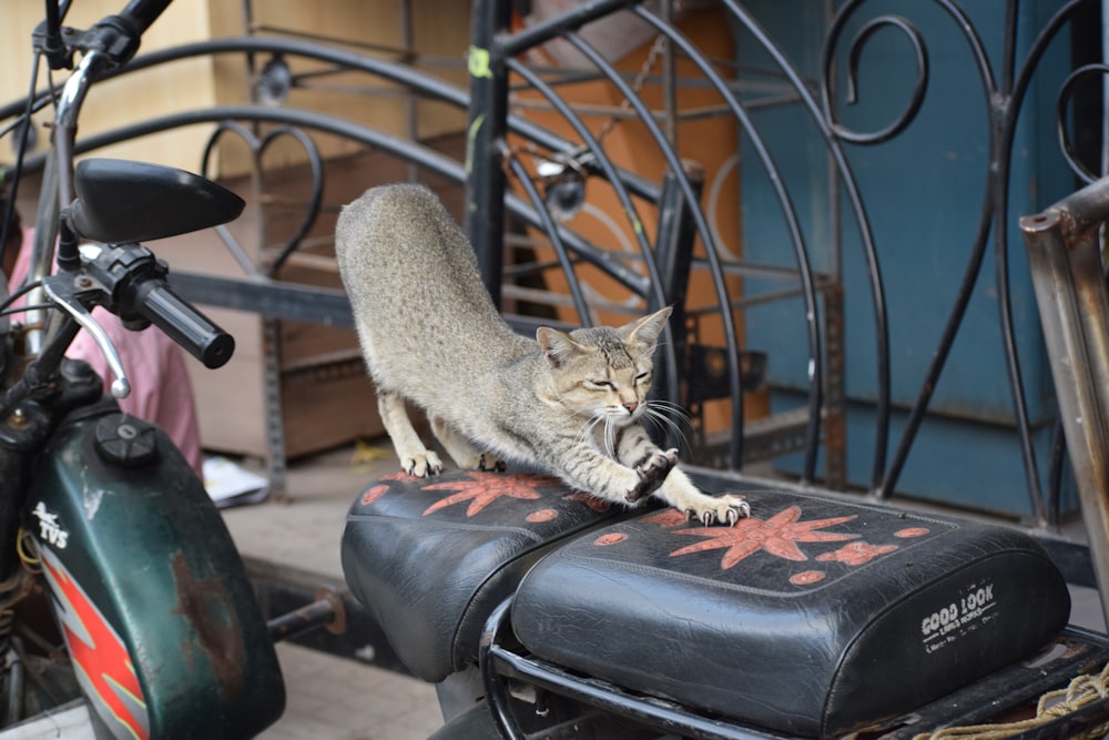 brown tabby cat on motorcycle