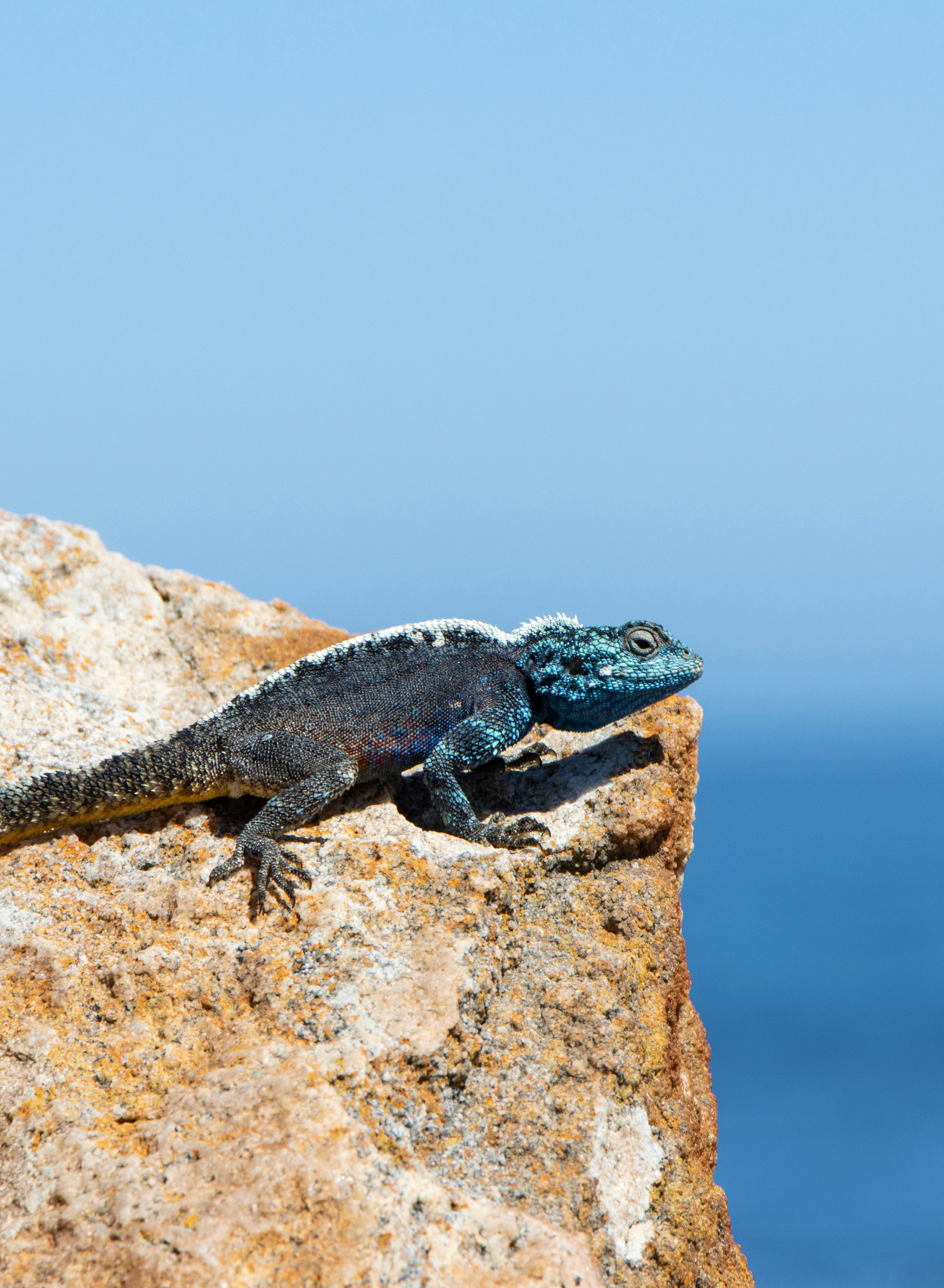 blue and black lizard on brown rock during daytime