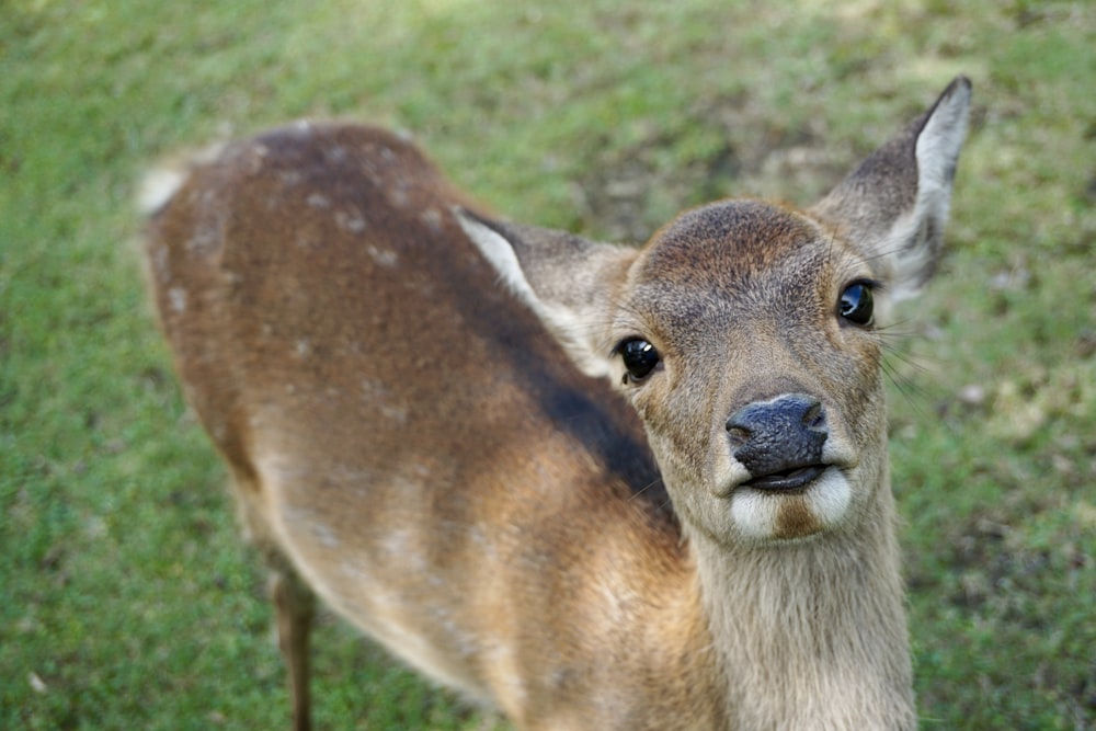 brown deer on green grass during daytime
