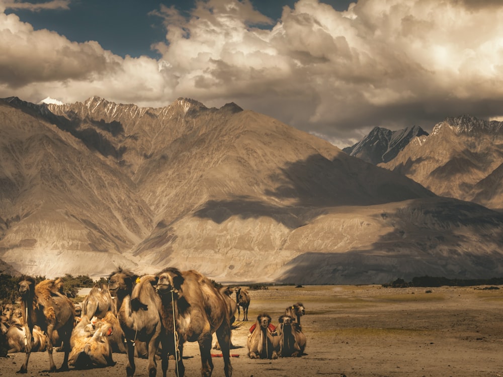 group of horses on brown field near brown mountain under white clouds during daytime