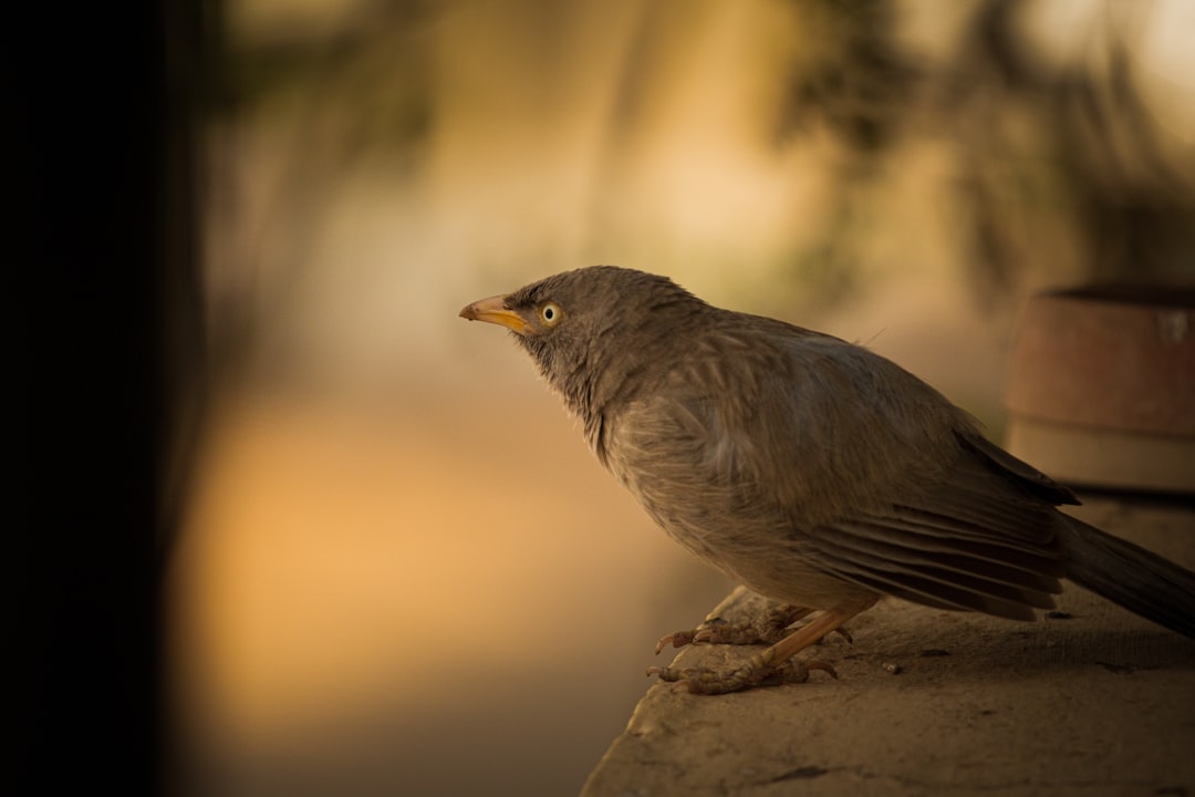 gray bird on brown rock