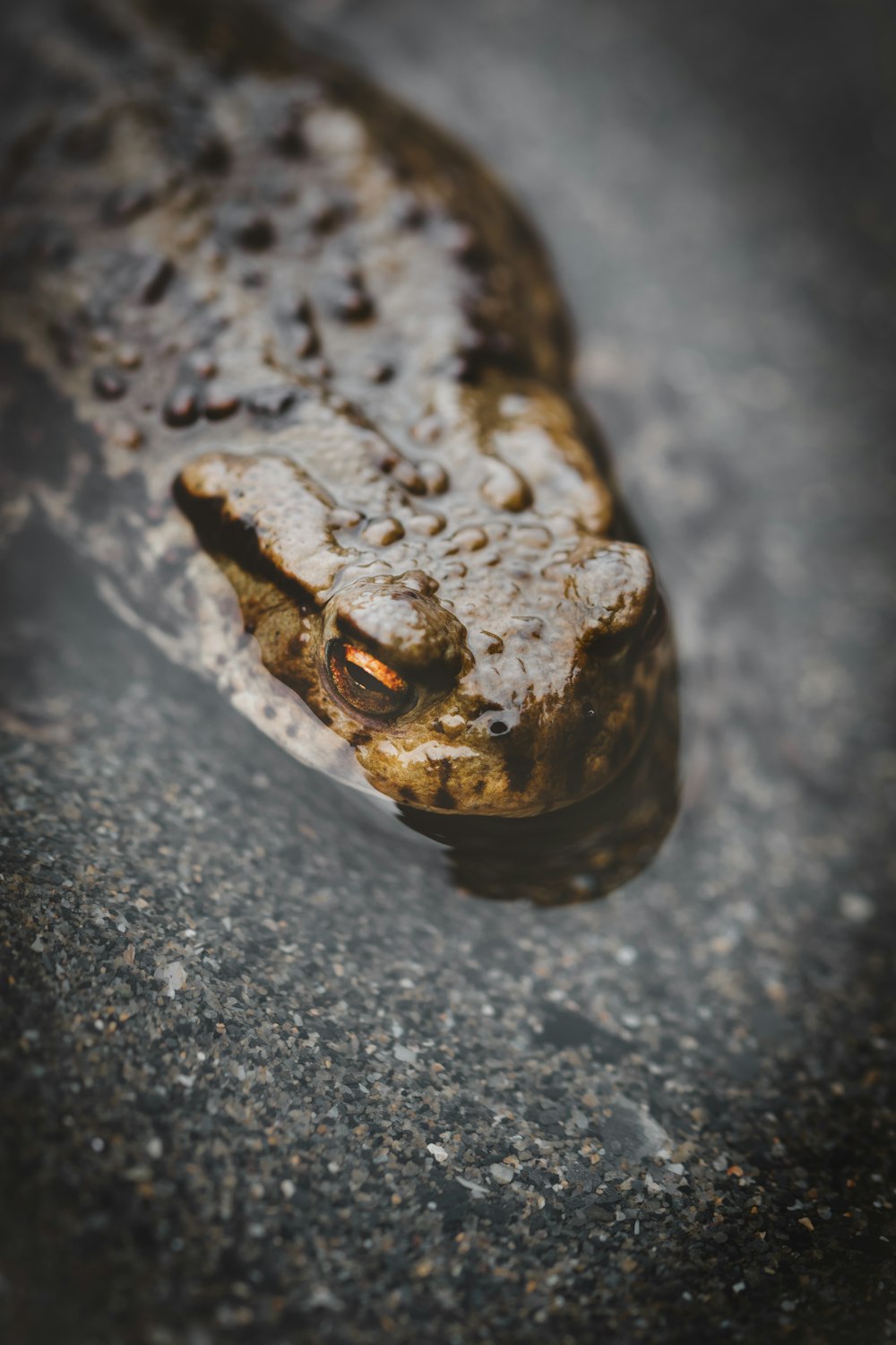 brown and black frog on water