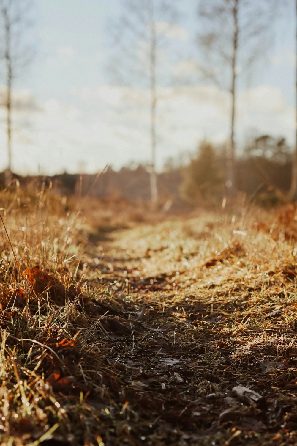 brown grass field during daytime