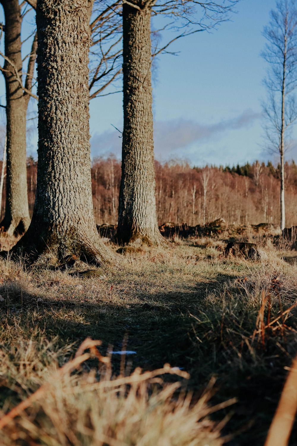 brown leafless trees on green grass field during daytime