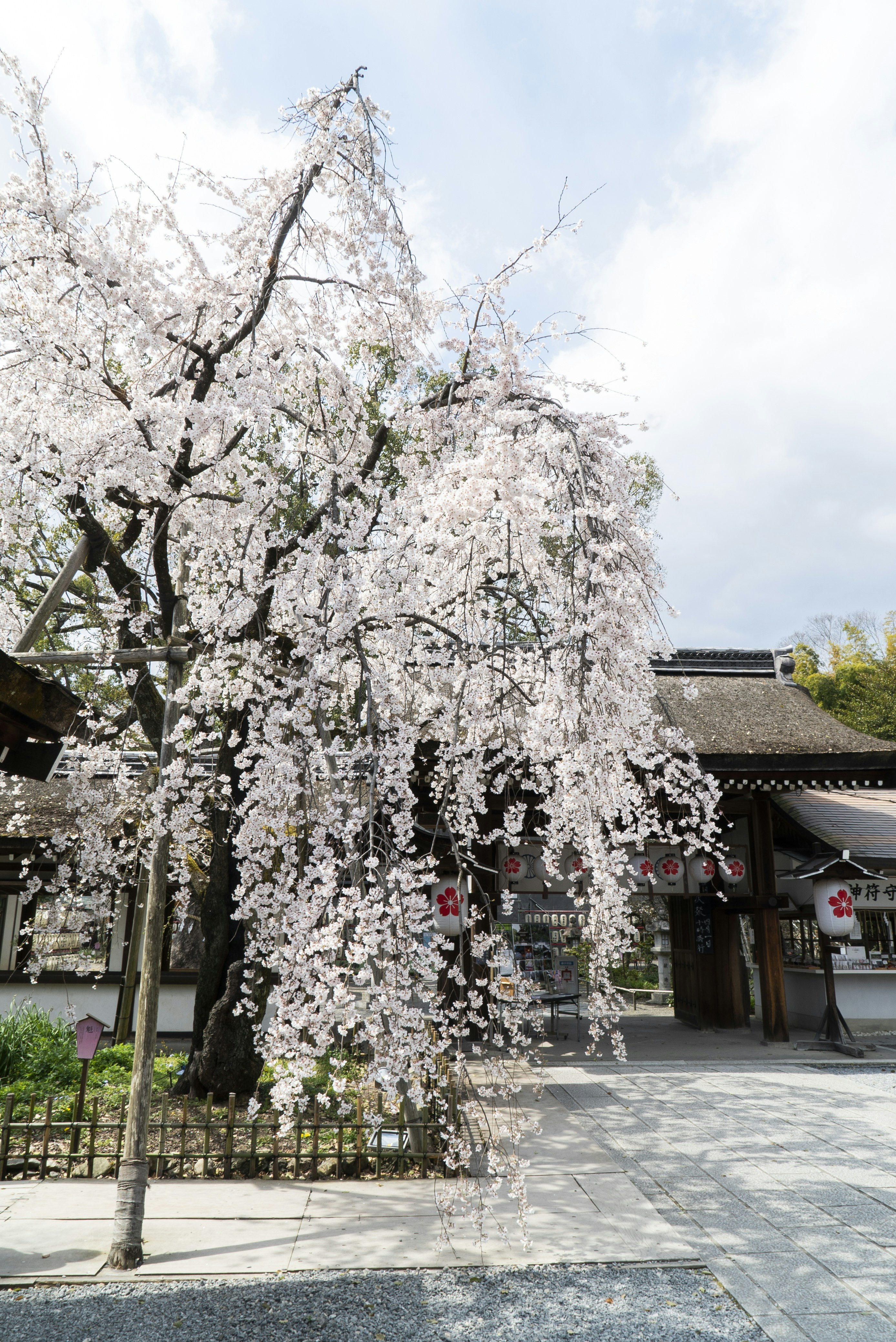 Photo by davidemrich