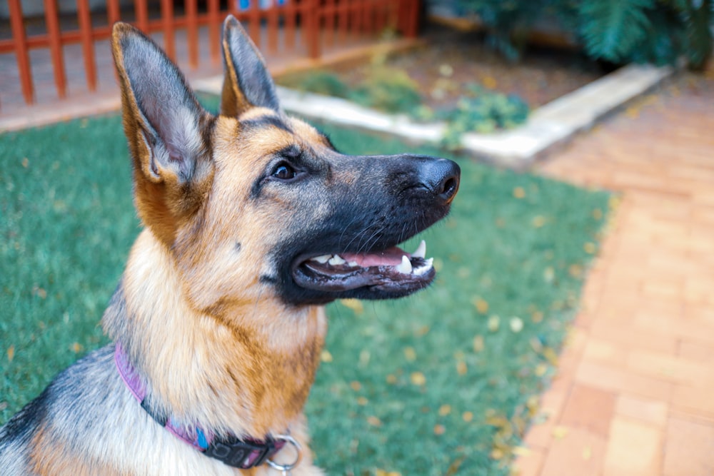 brown and black german shepherd