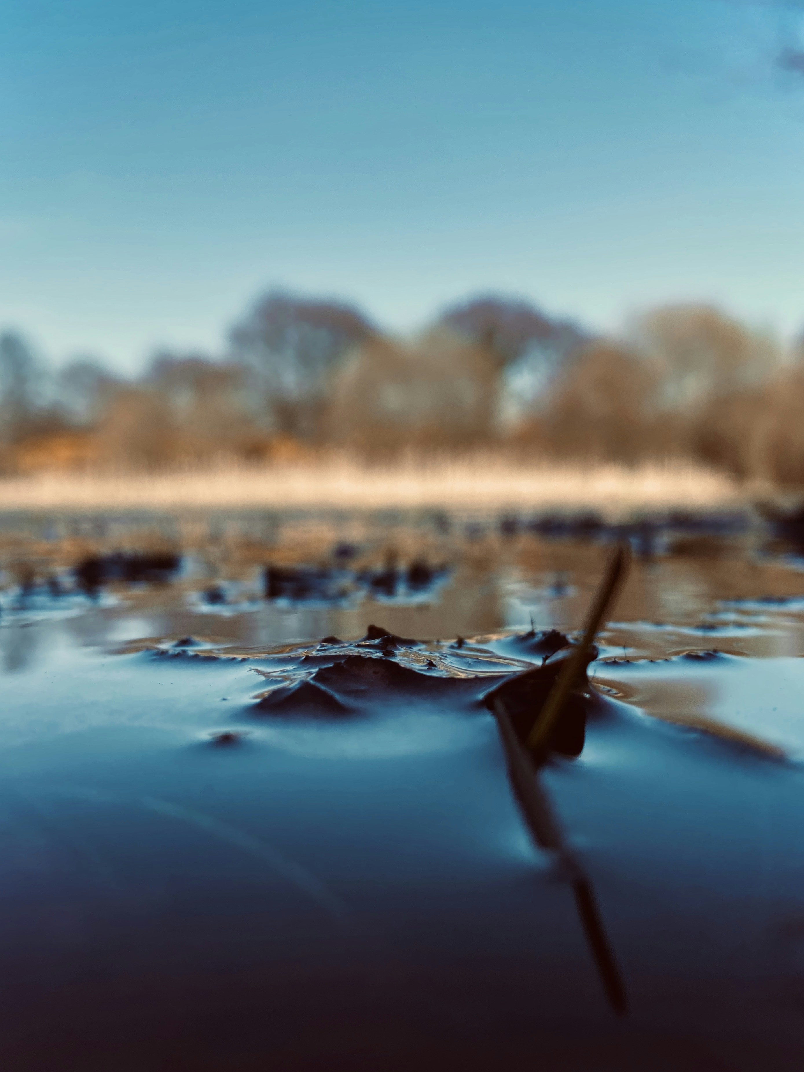 brown wooden stick on water