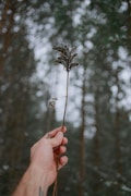 A hand holds a dried plant stem with fuzzy buds, set against a blurred forest background. Snowflakes are gently falling, adding a serene winter ambiance.