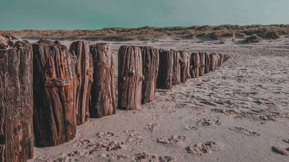 brown wood log on gray sand during daytime