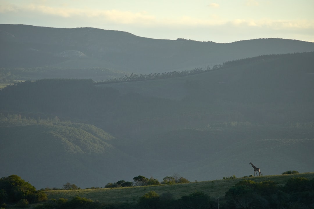 green trees on mountain during daytime