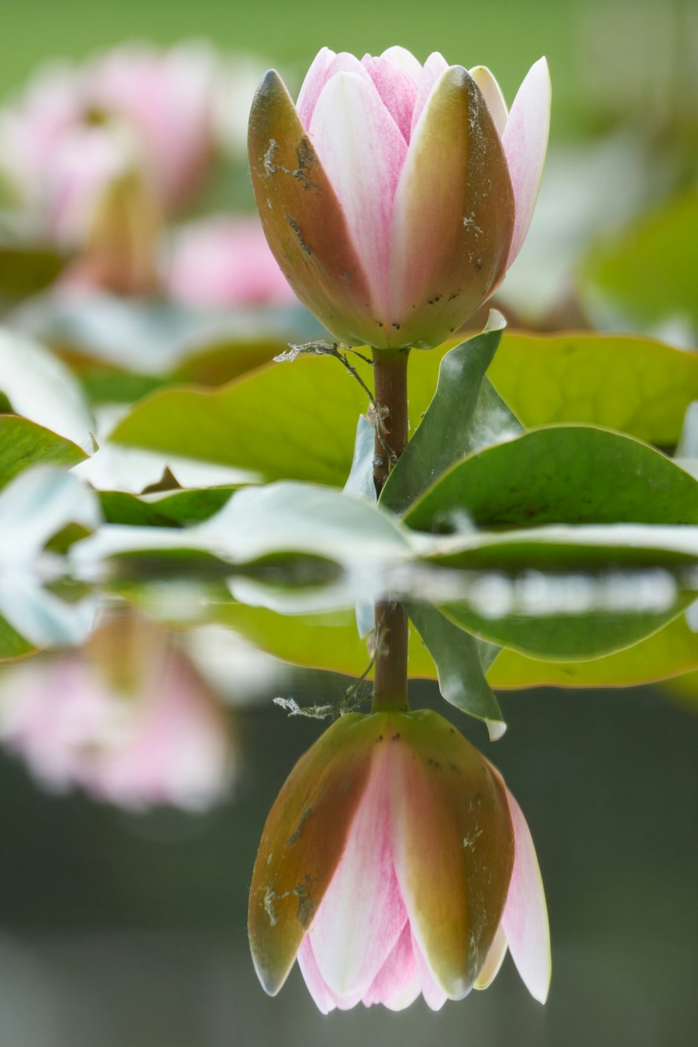 pink flower bud in tilt shift lens