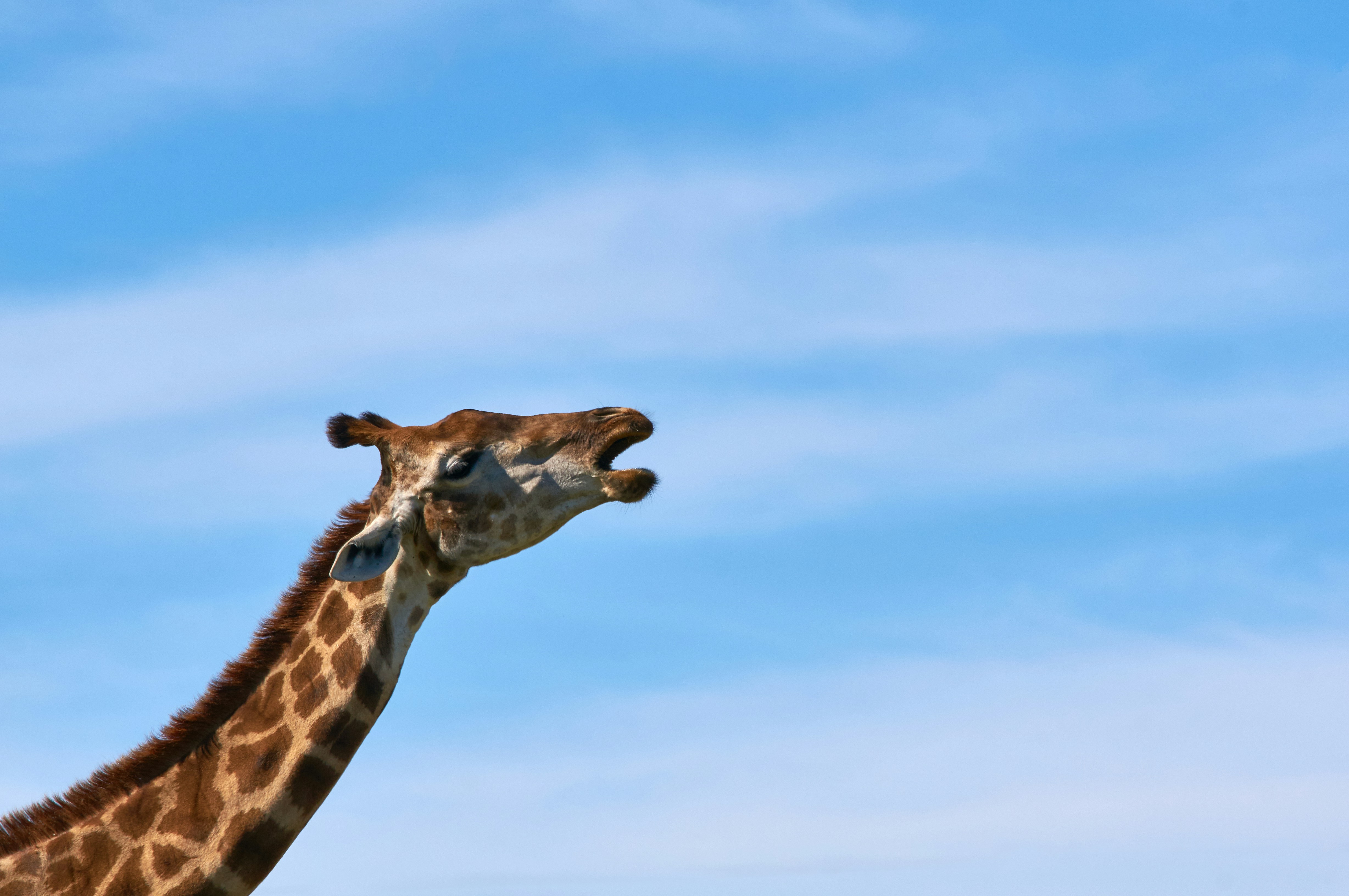 Photo by wolfgang_hasselmann