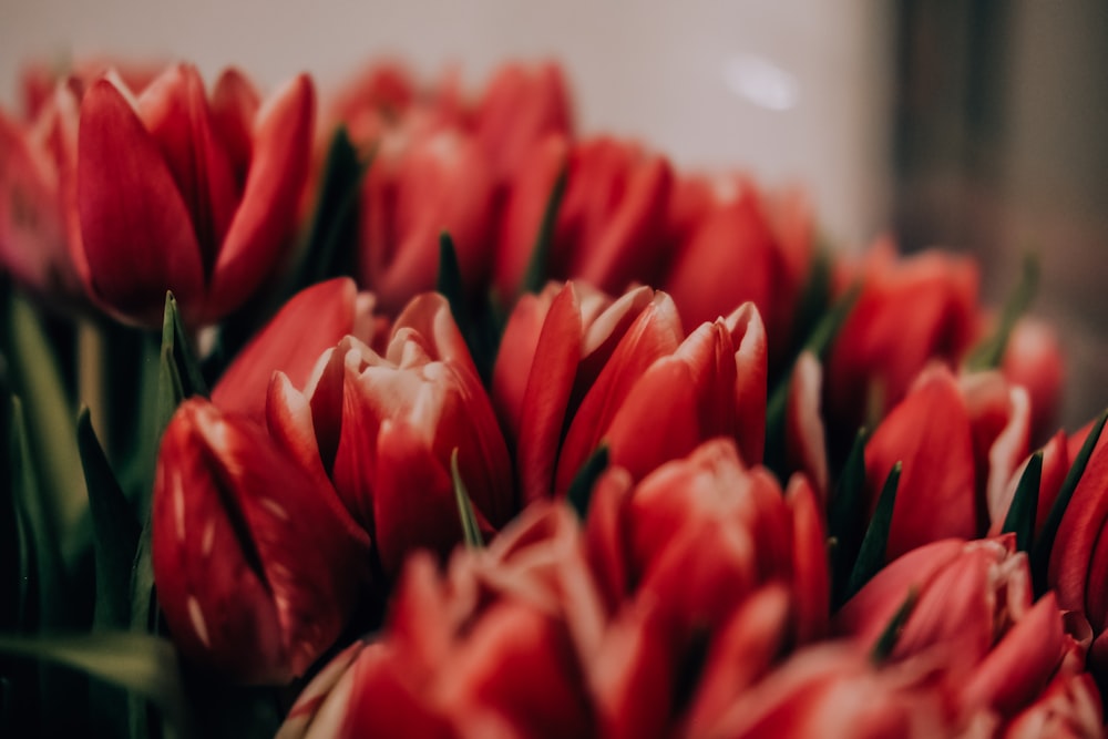 red tulips in white ceramic plate