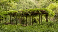 Close-up of a beautifully crafted wooden pergola surrounded by vibrant greenery.
