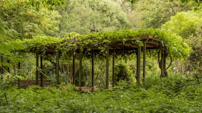 Close-up of handcrafted wooden pergola surrounded by lush greenery
