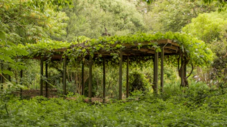 A beautifully crafted wooden pergola surrounded by lush greenery in a sunny garden.