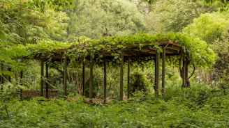 A cozy wooden pergola with climbing vines, set in a sunlit garden.