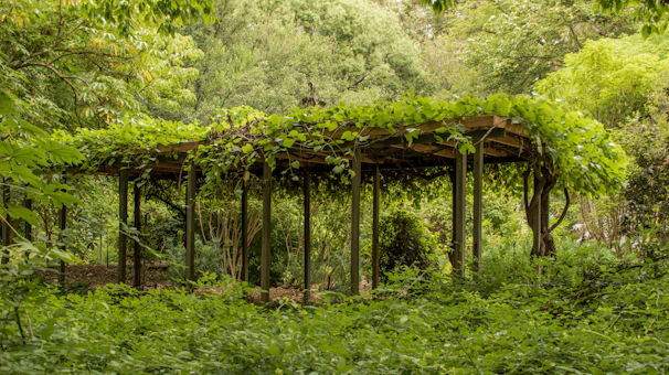 A wooden pergola draped with climbing vines casting dappled shade over a dining table.