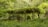 A wooden pergola is covered with lush green vines, surrounded by dense foliage and trees in a garden setting. The scene appears tranquil and natural, with sunlight filtering through the leaves.